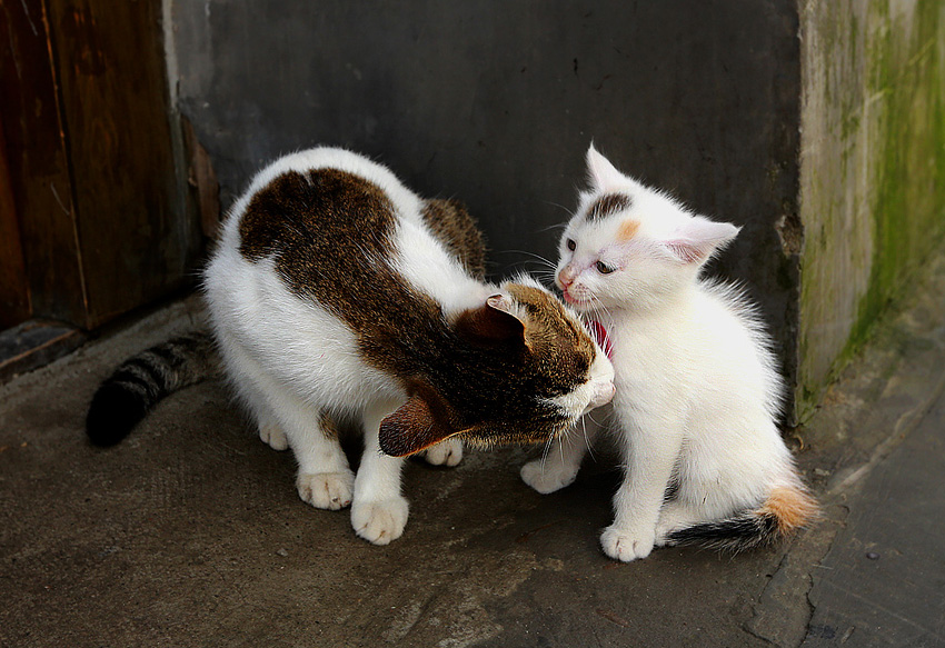 猫妈妈和猫宝宝2 摄影 liuxiaozhong