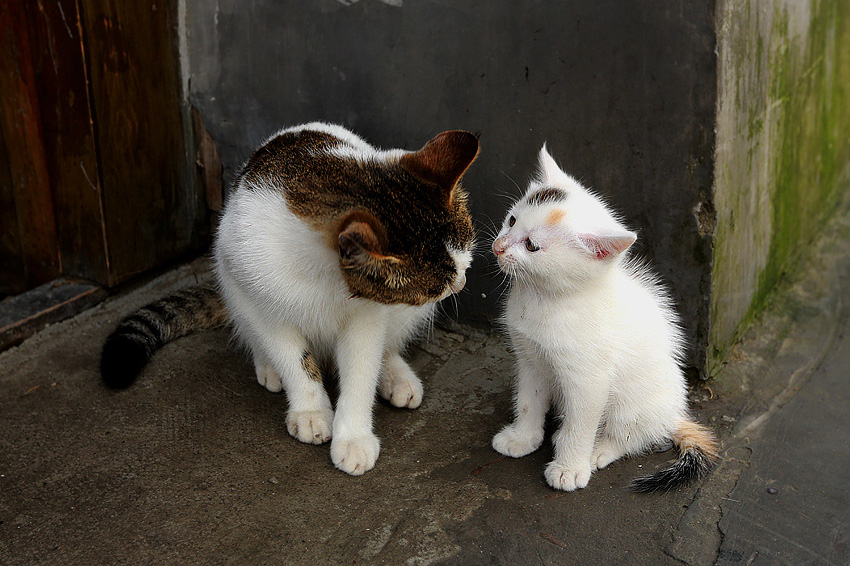 猫妈妈和猫宝宝1 摄影 liuxiaozhong