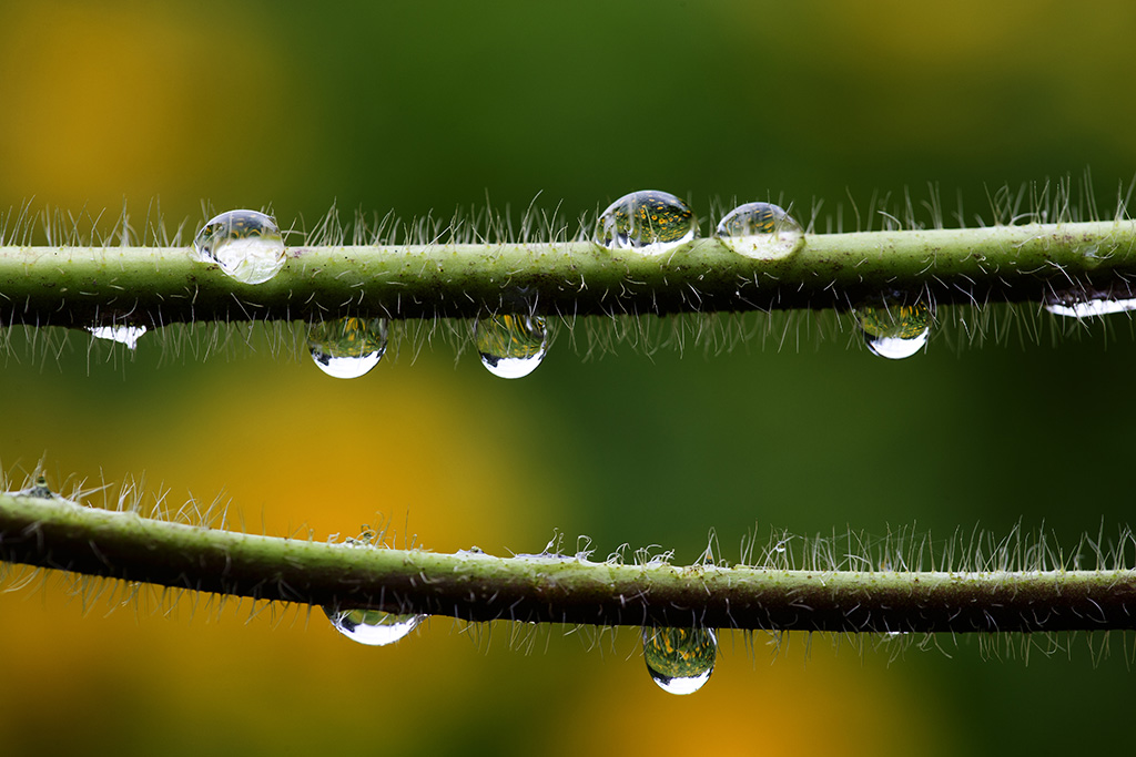 雨中情 摄影 夏雨玫