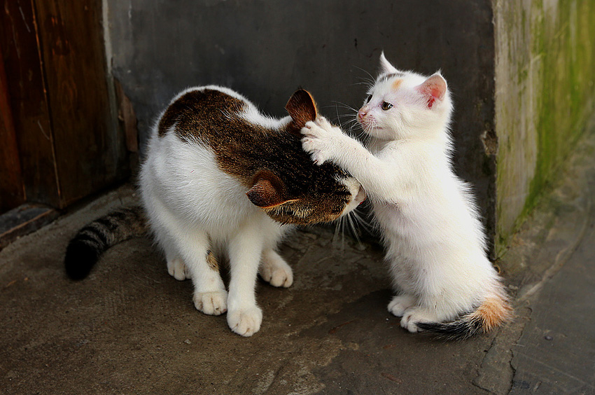 猫妈妈和猫宝宝3 摄影 liuxiaozhong