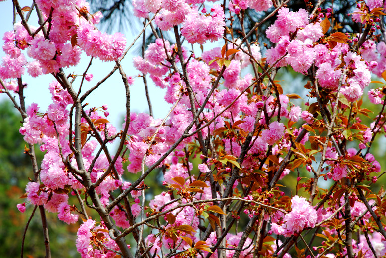 合肥<非遗园>樱花烂漫 摄影 淙水秀才