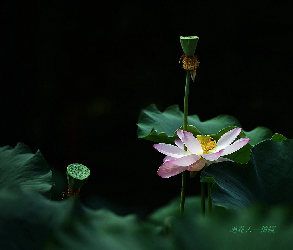 荷之韵  1 摄影 追花人