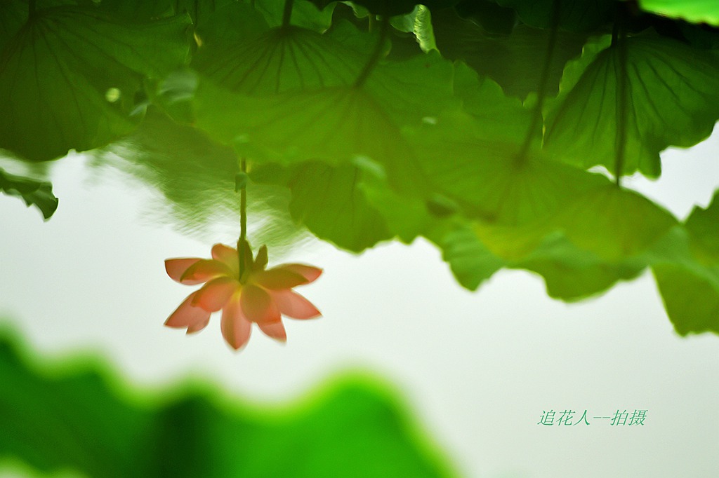 荷之韵  3 摄影 追花人