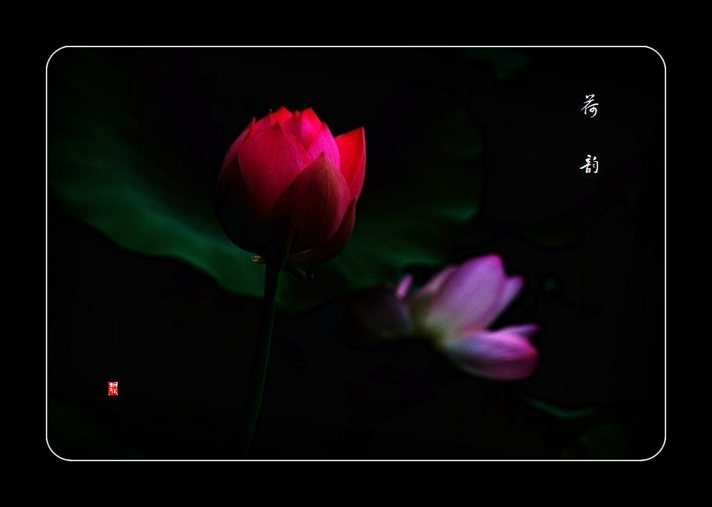荷韵 摄影 dyy80