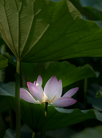 【伞下乘凉】 摄影 夕阳之下