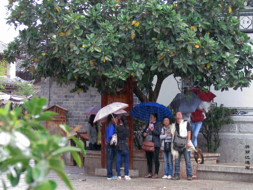 游丽江遇雨 摄影 摄小兵