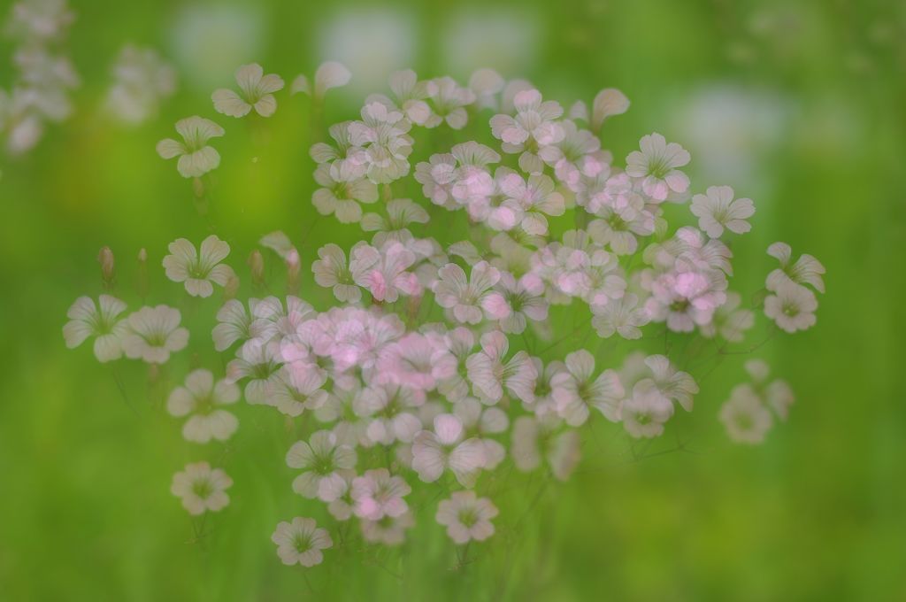 小花 摄影 风筝_k