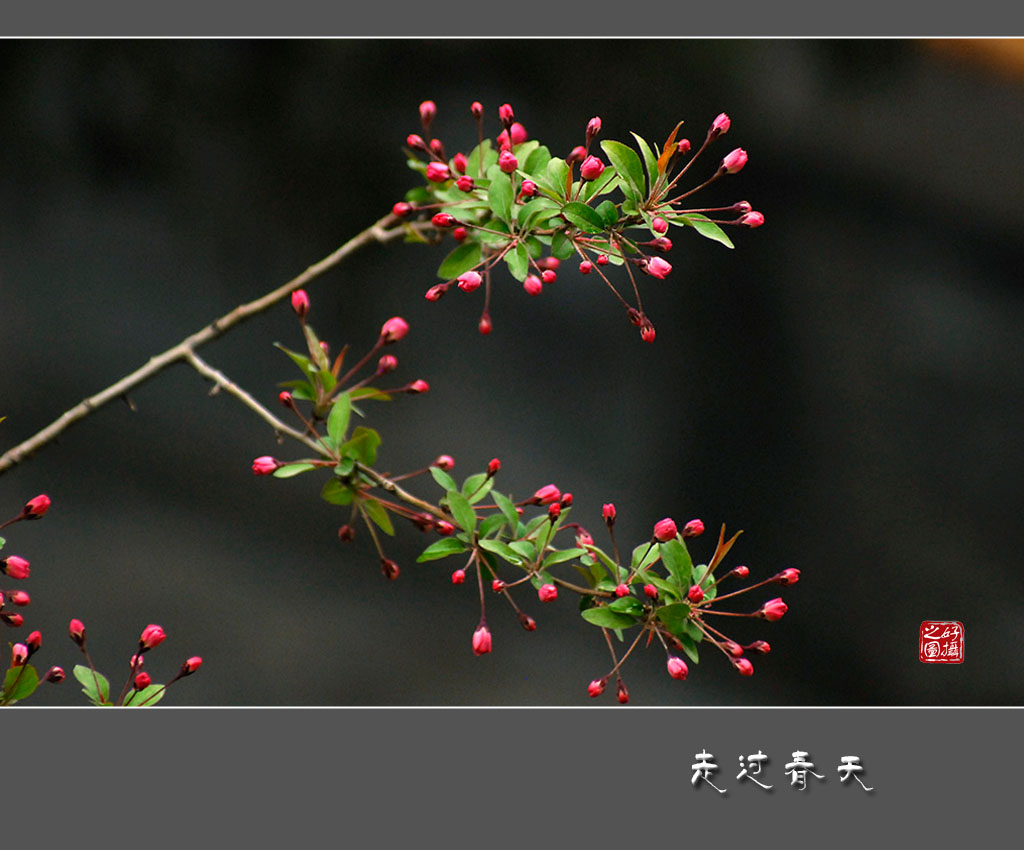 《走过春天》 摄影 一路有你