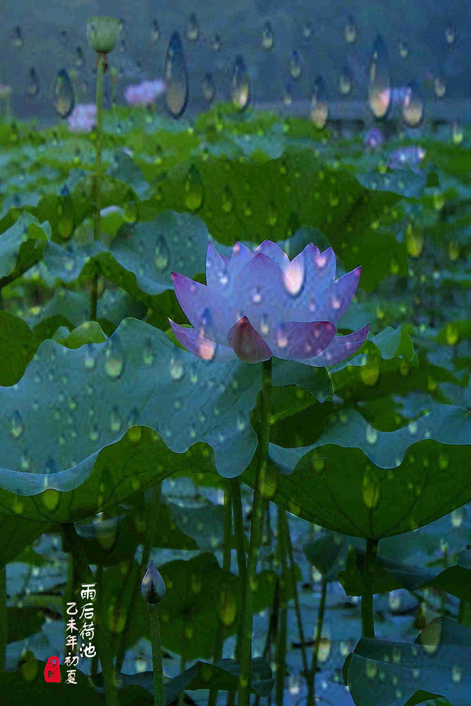 雨后荷池 摄影 晚景