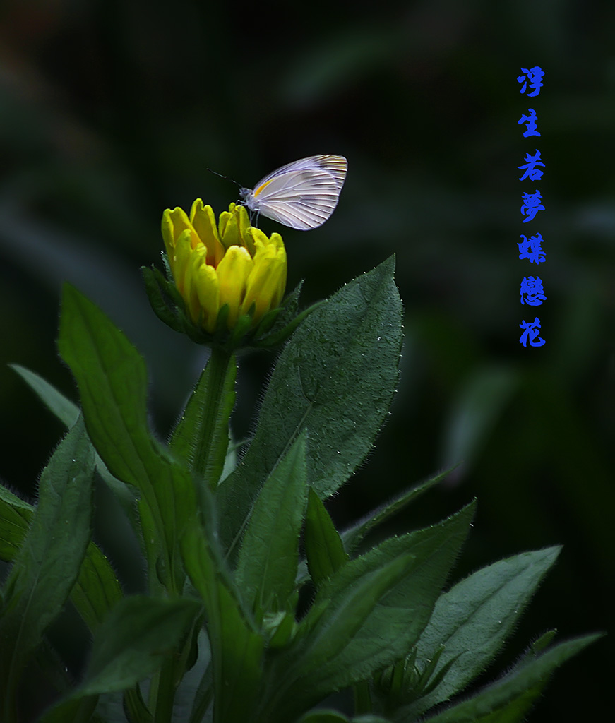 浮生若梦蝶恋花 摄影 ckfq