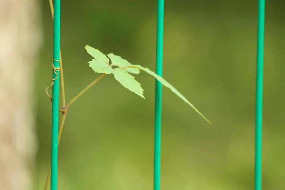 一片嫩叶出栏来 摄影 流浪尘世