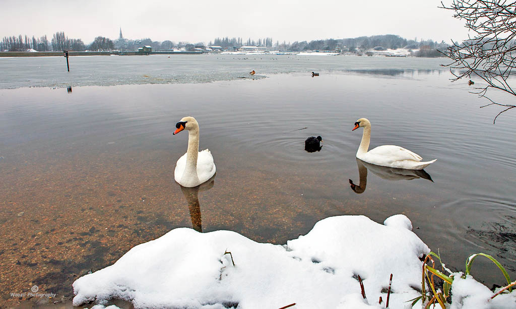 天鹅白雪 摄影 澹泊镜远