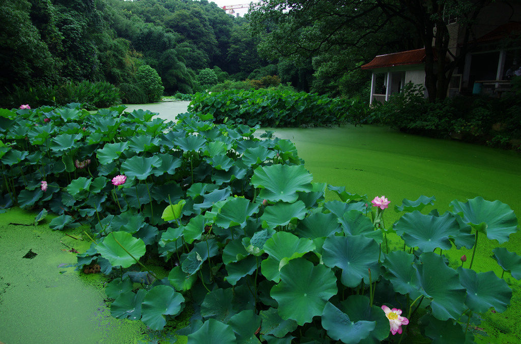 赏荷 摄影 青山绿水2