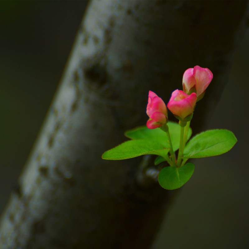 小花 摄影 流浪尘世