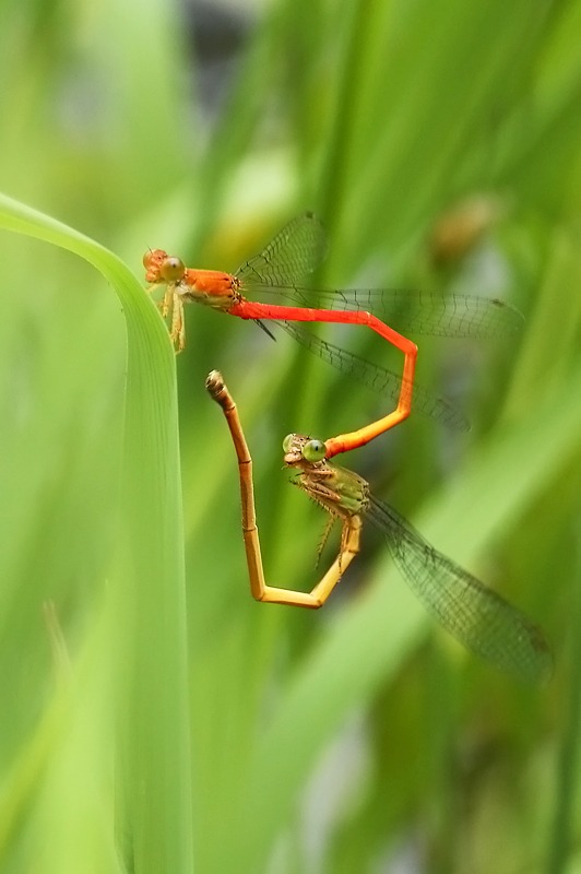 爱的季节（1） 摄影 liangdawei