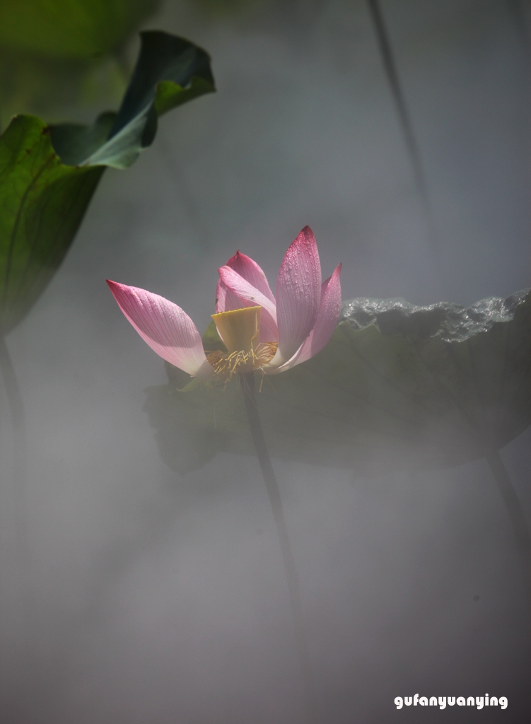 如梦如幻 摄影 gufanyuanyin