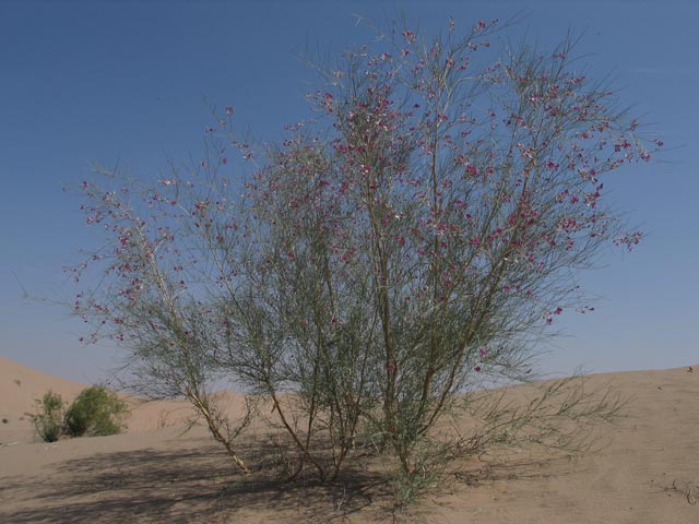 沙漠里的植物 摄影 李一农