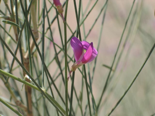 沙漠里的植物 摄影 李一农