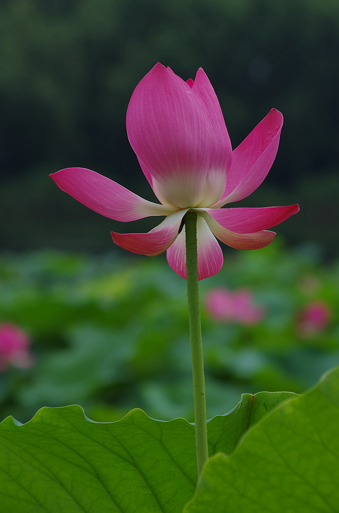 荷花 摄影 青山绿水2