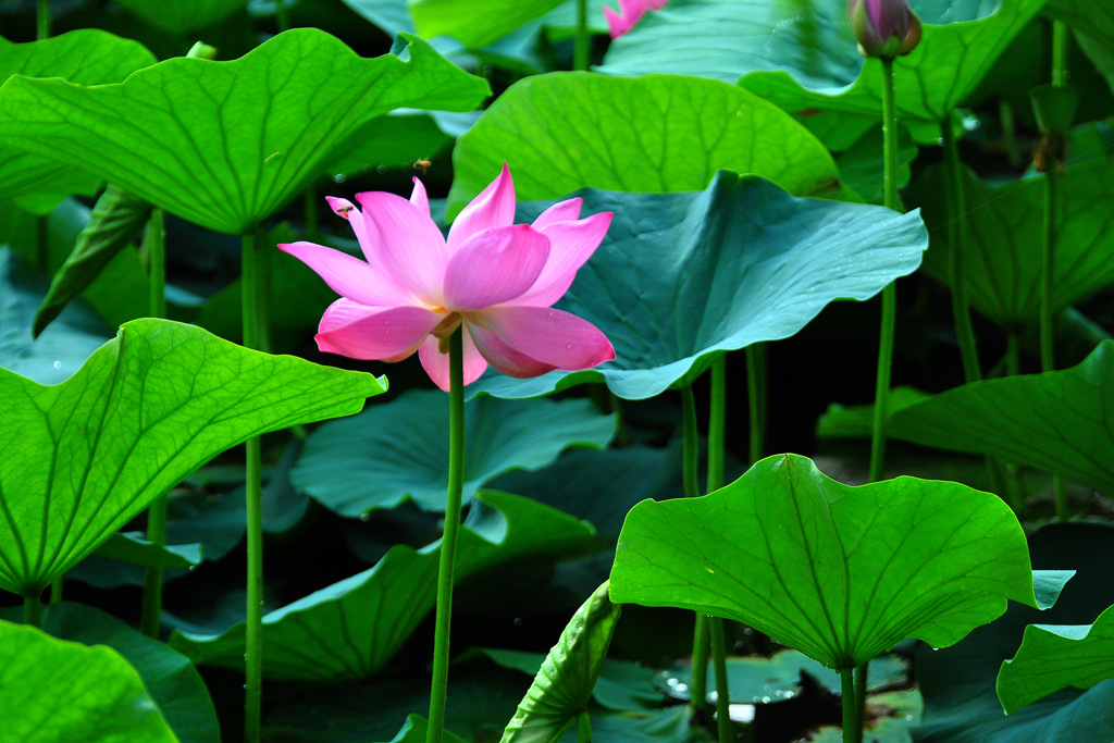 《荷花》 摄影 海水浪滔滔