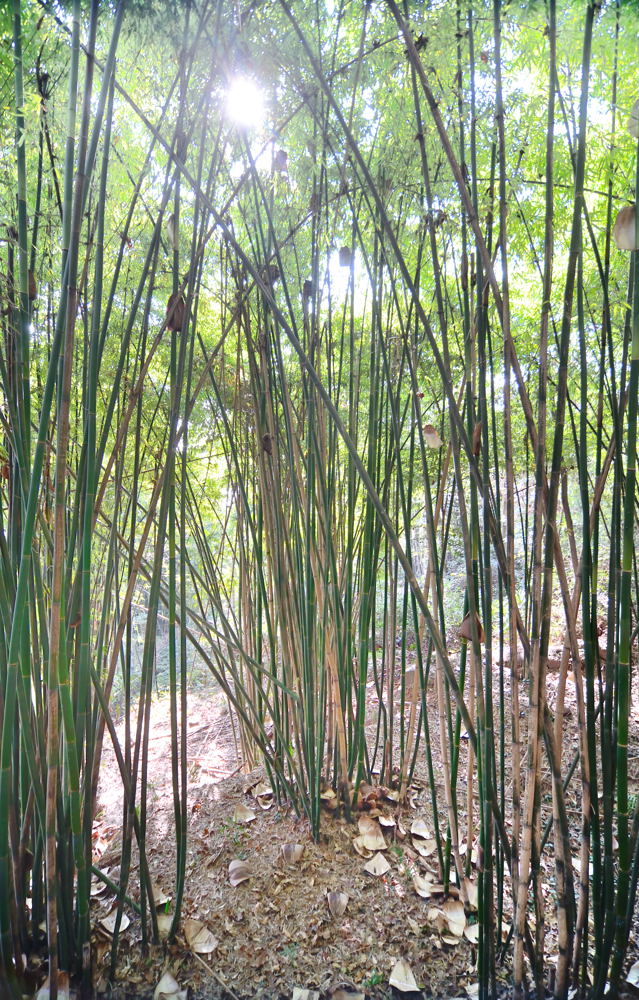茂林修竹 摄影 luzhouzjy