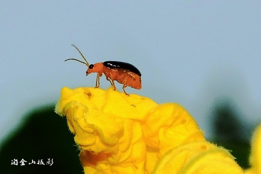 虫趣3 摄影 淘金山