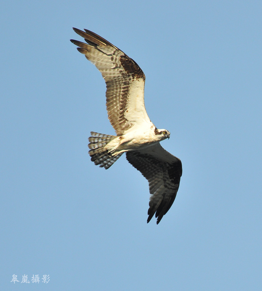 OSPREY-巡視湖面 摄影 皋岚