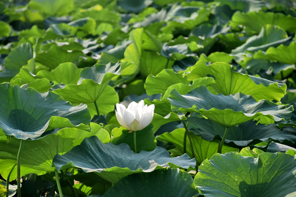 白荷 摄影 九九加一