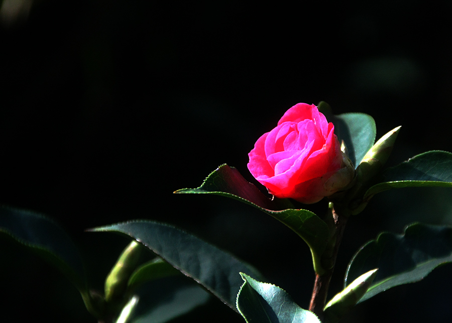 茶花 摄影 老小伙