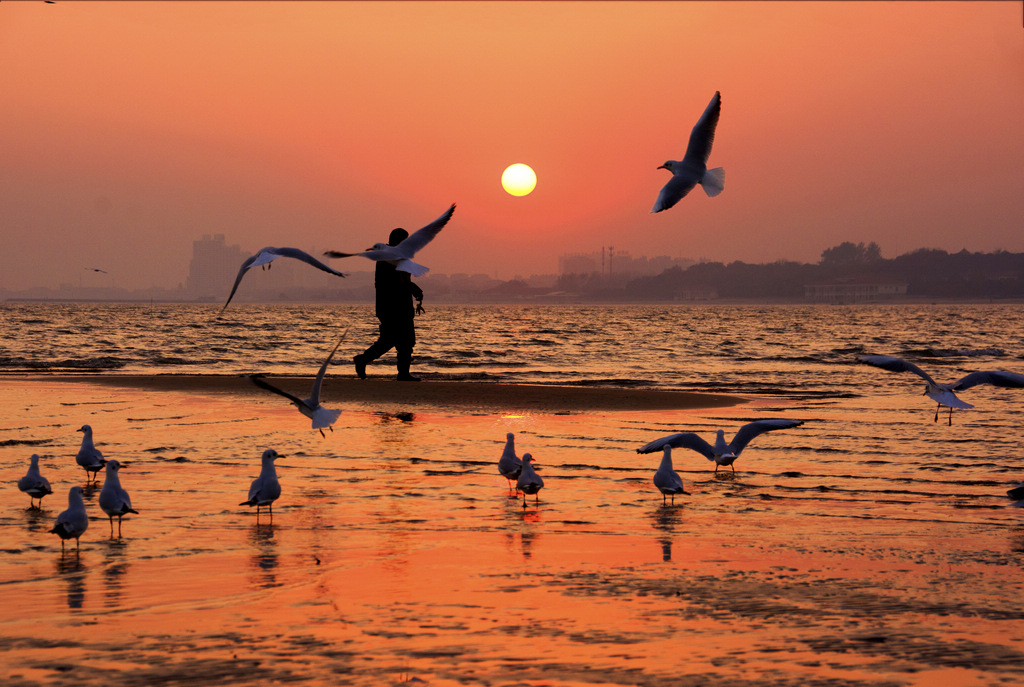 人、鸥欢聚夕阳下 摄影 小玩童