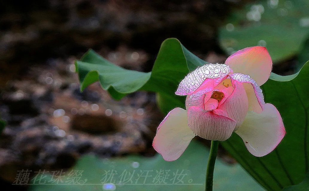 藕花珠缀，犹似汗凝妆。 摄影 幽谷阑韵