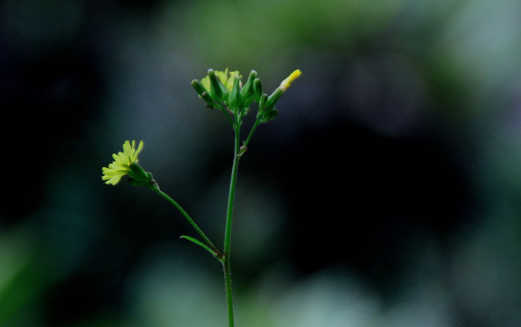 夏隅~小花 摄影 暮秋琳子