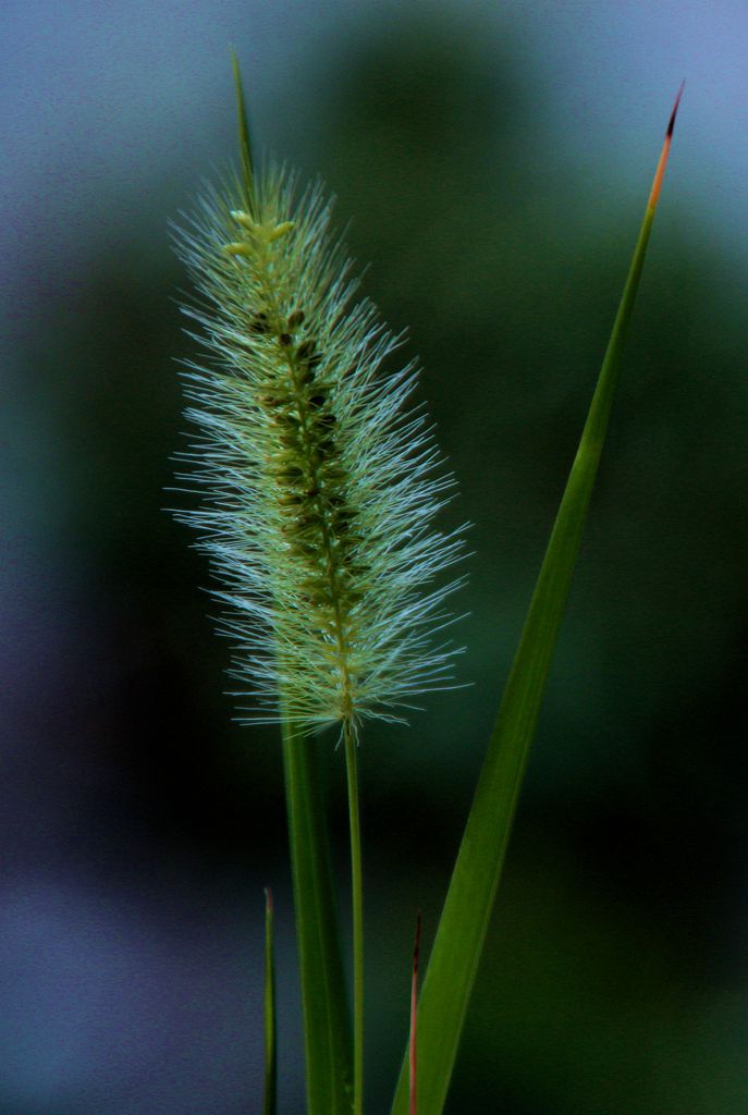 夏隅~狗尾巴草 摄影 暮秋琳子