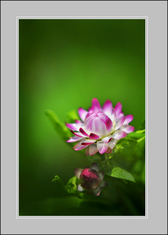 腊菊 摄影 雷泉