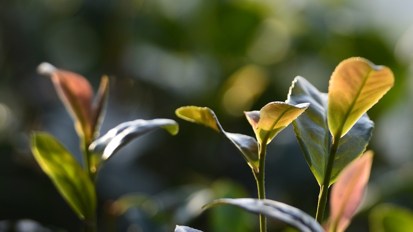 有一种植物叫精灵——茶叶系列 摄影 听快门的声音