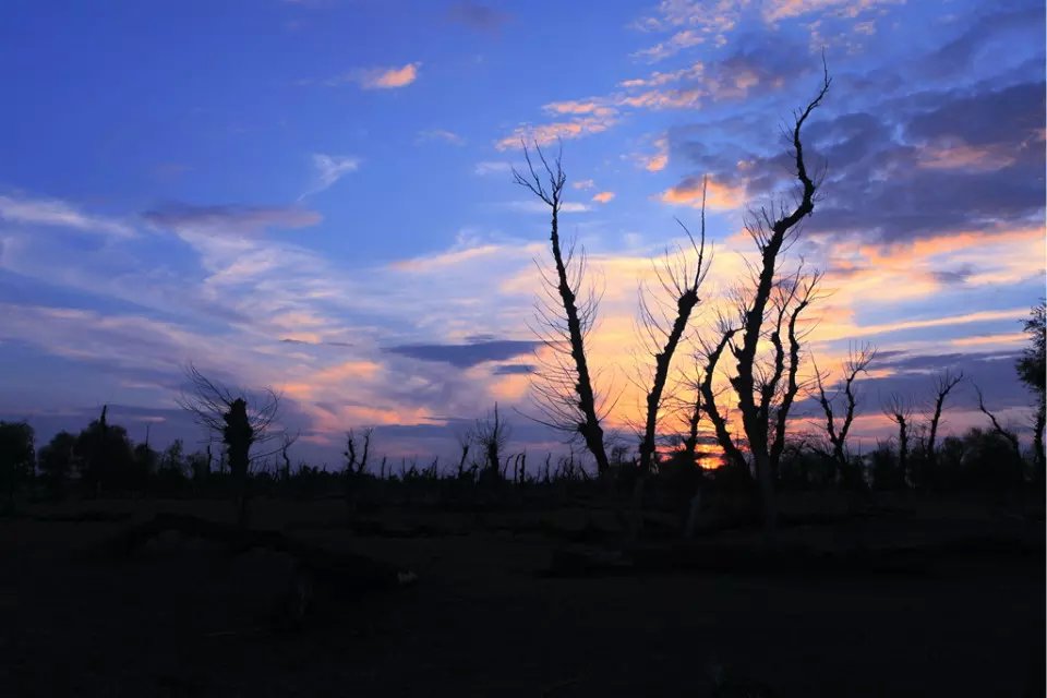 怪柳沐夕阳 摄影 雨沐