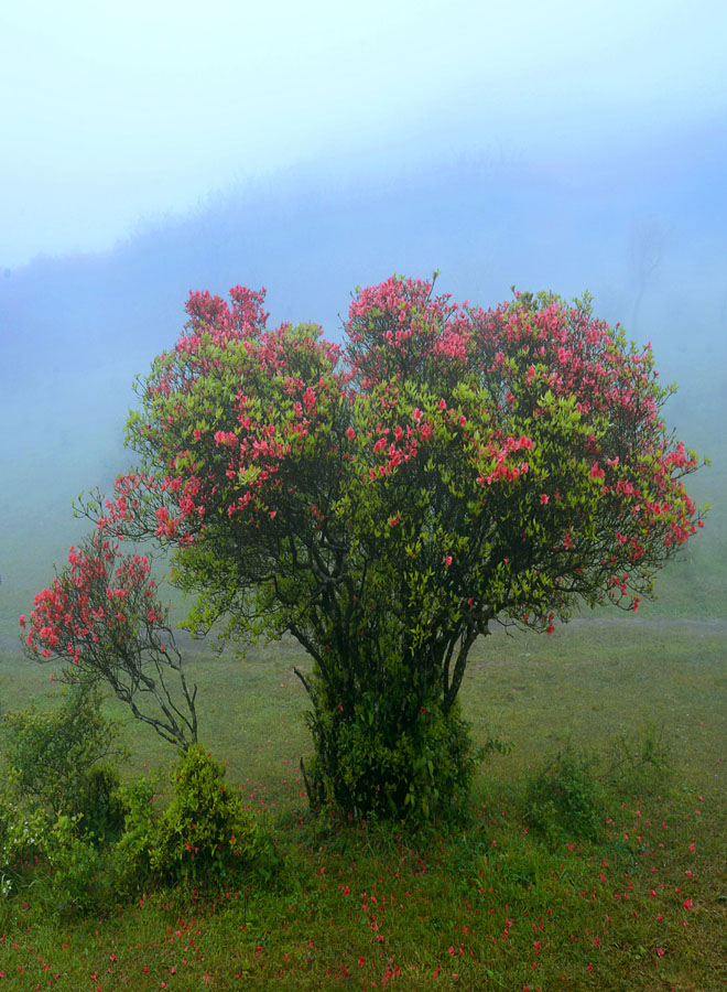 百年杜鹃花王 摄影 时颖