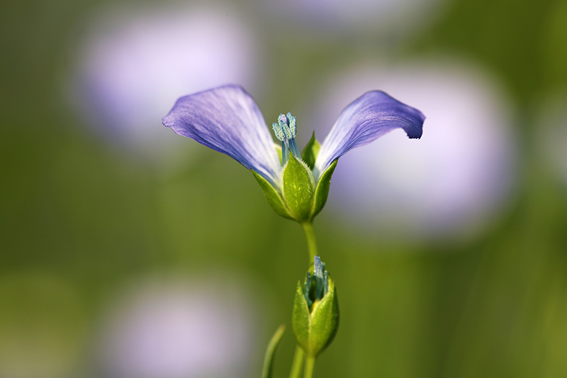 亚麻花 摄影 黑土情人