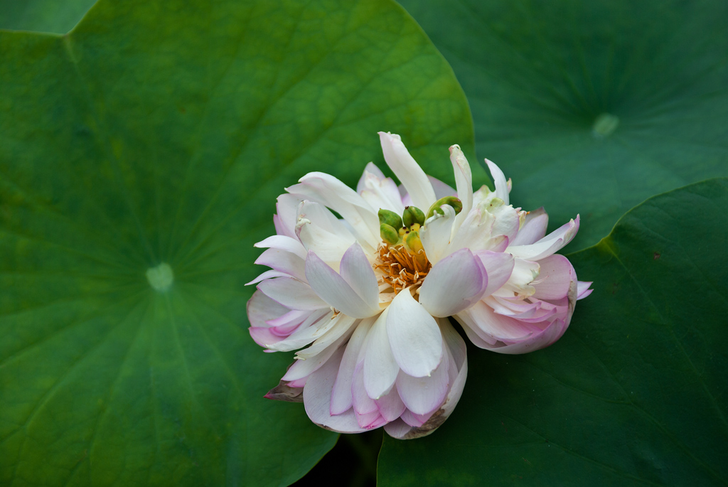 荷花 摄影 小红椒