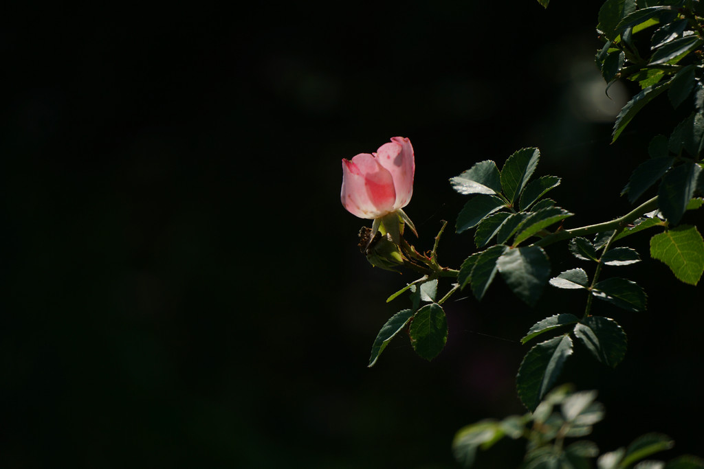 秋日 摄影 绿茶小派