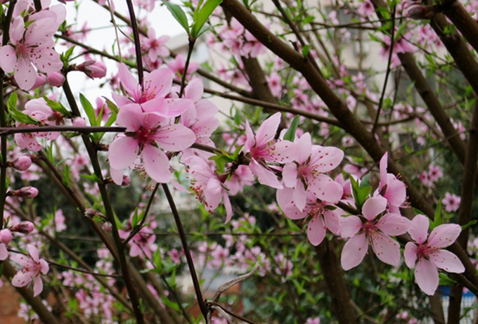 绚丽的桃花 摄影 leitiancai