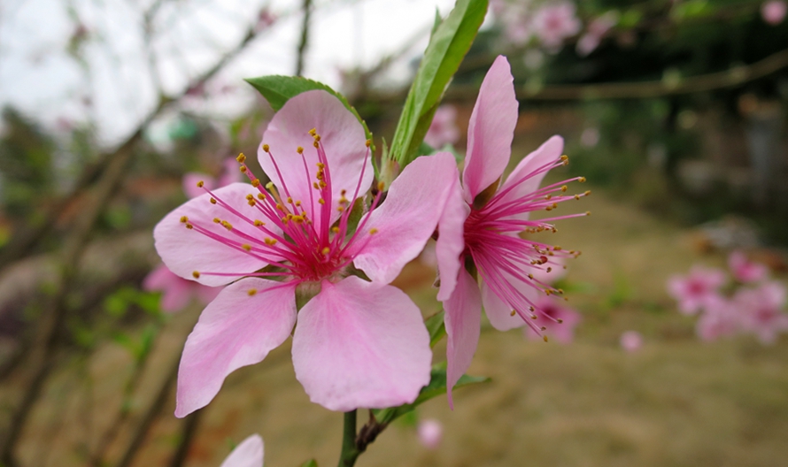 绚丽的桃花 摄影 leitiancai