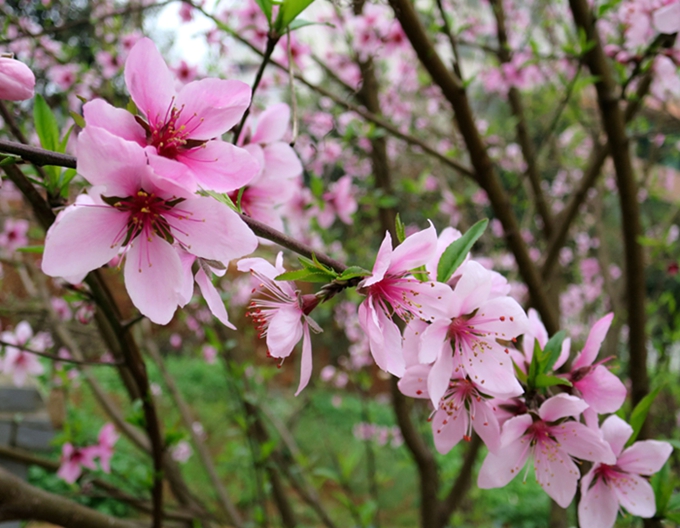 绚丽的桃花 摄影 leitiancai