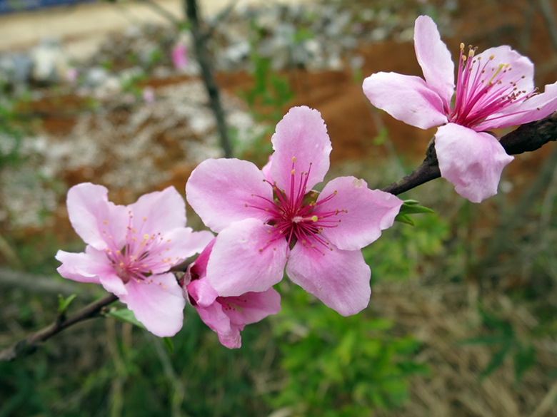 绚丽的桃花 摄影 leitiancai