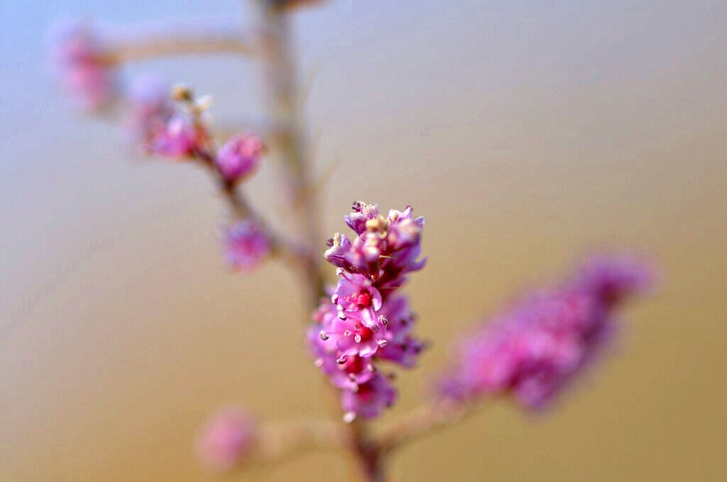 梭梭柴的花 摄影 jiao007009