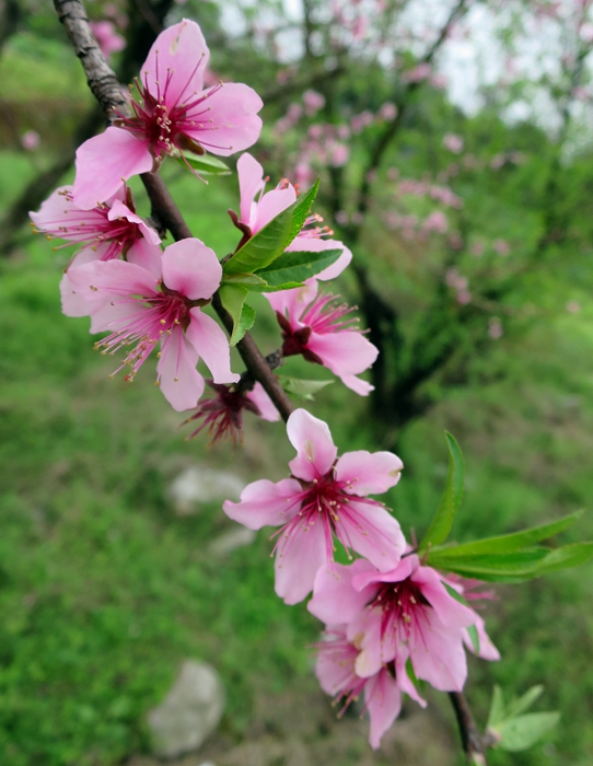 桃花 摄影 leitiancai