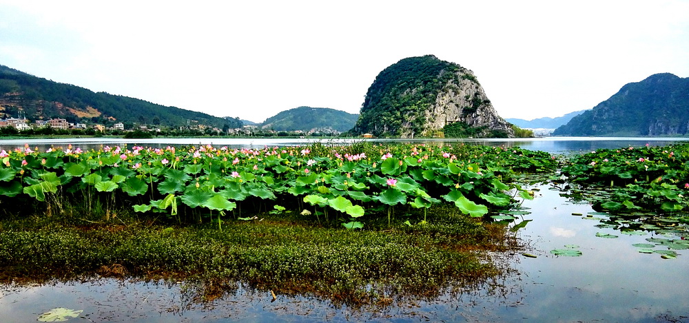 云南印象 普者黑  9(手机摄） 摄影 花开我先知