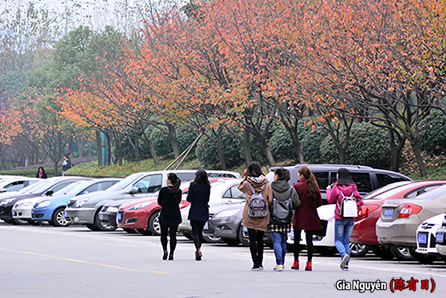 重庆邮电大学秋天 摄影 陈有日