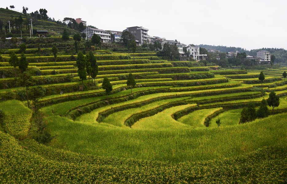 金秋田园 摄影 茗岙忠