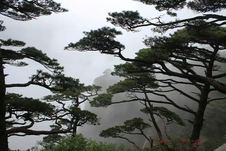 黄山松剪影 摄影 大哥看点